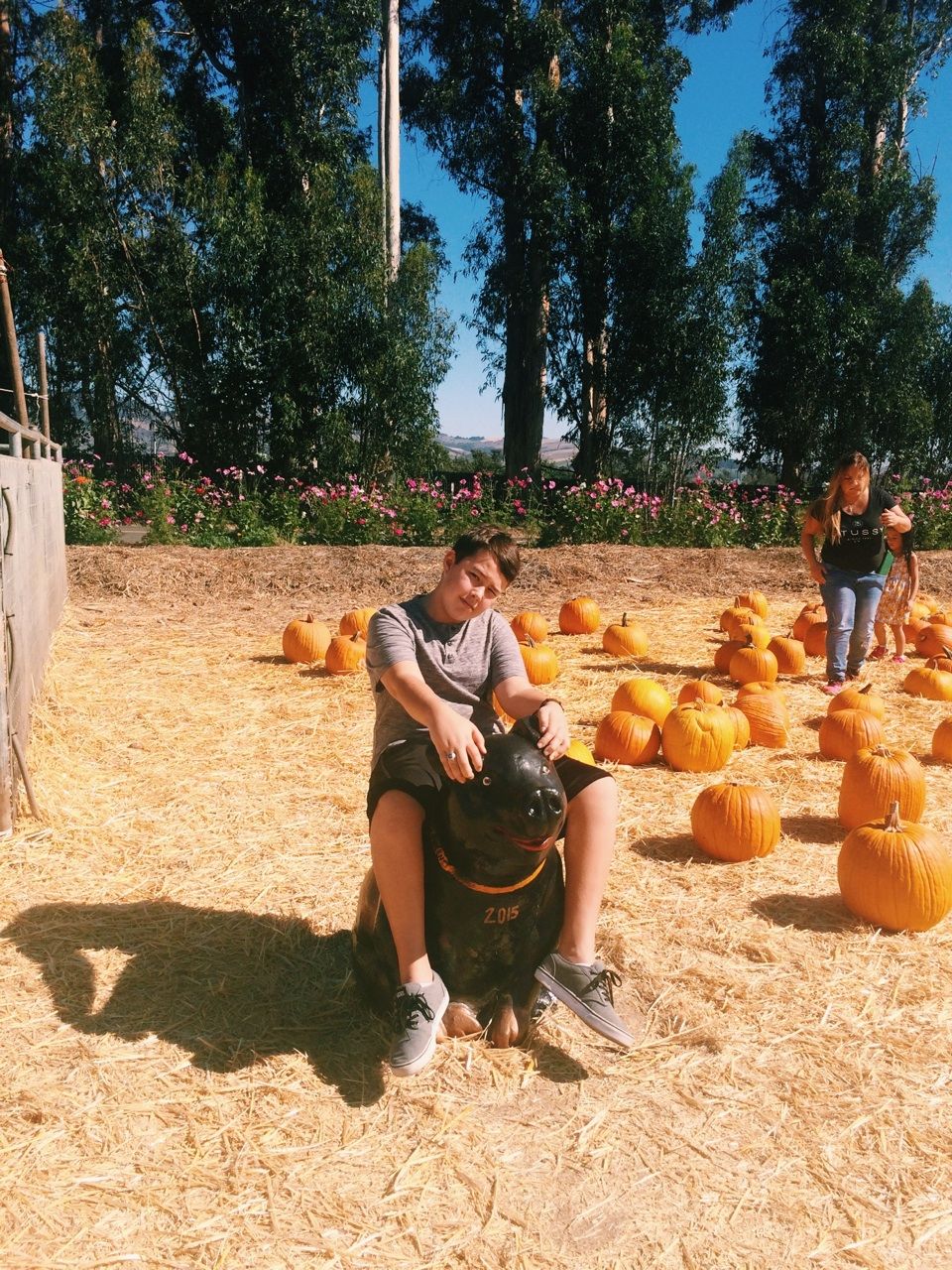 Picking Pumpkins 2015